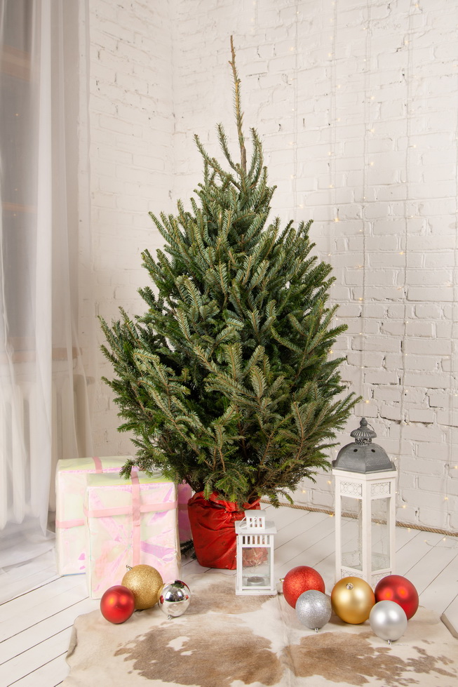 Пихта Фразера в кадке