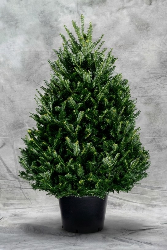 Пихта Фрахера в кадке на новый год в Москве