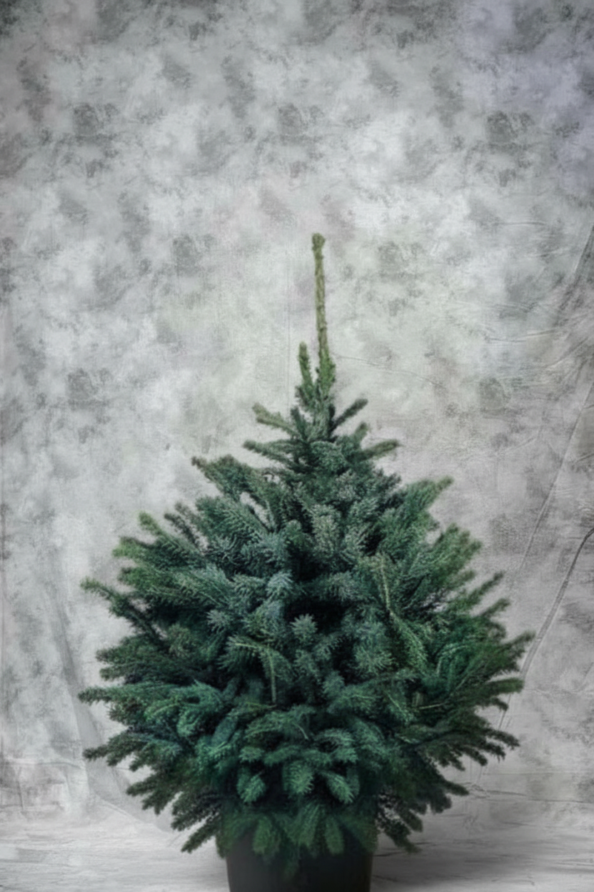 Живая голубая ель в кадке на новый год в Москве