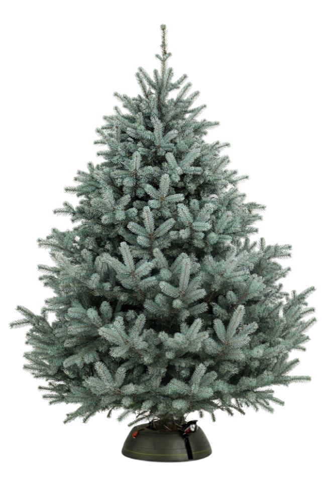 Голубая ель (Excellent)