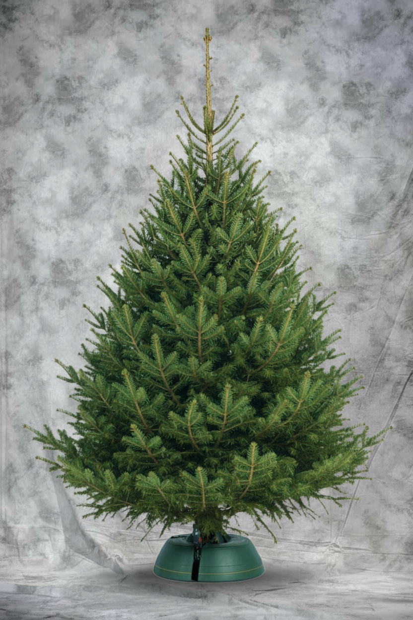 Норвежская елка на новый год в Москве