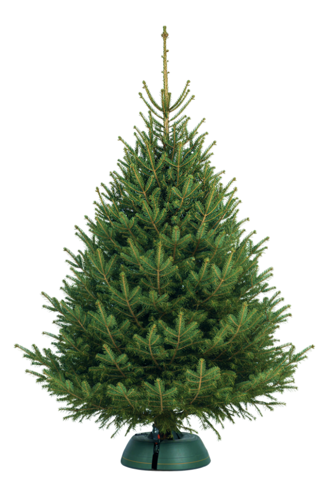 Норвежская елка (Excellent)